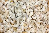 Lot - to Fossil Shark Teeth (Restored Roots) - Pieces #146529-2